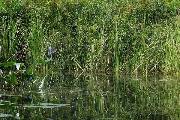 Ecological Benefits<